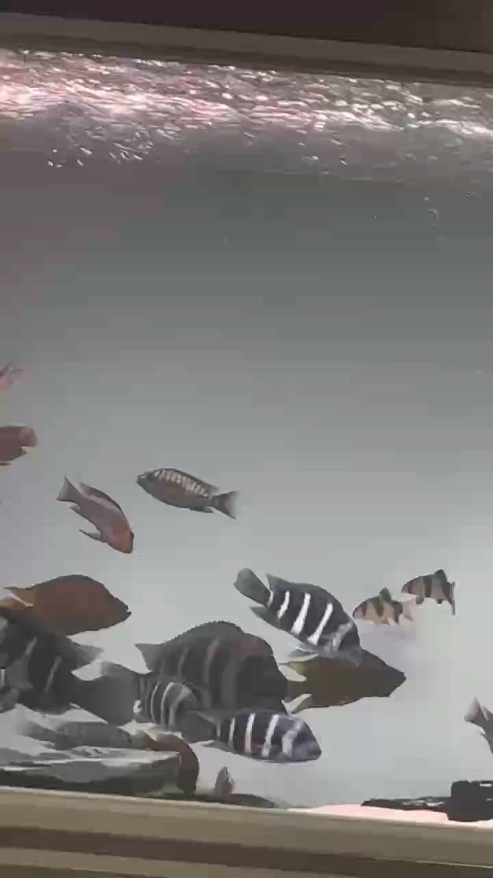 好虎，“好虎”在哲學領域的應用與影響 好虎，“好虎”在哲學領域的應用與影響 龍魚論壇
