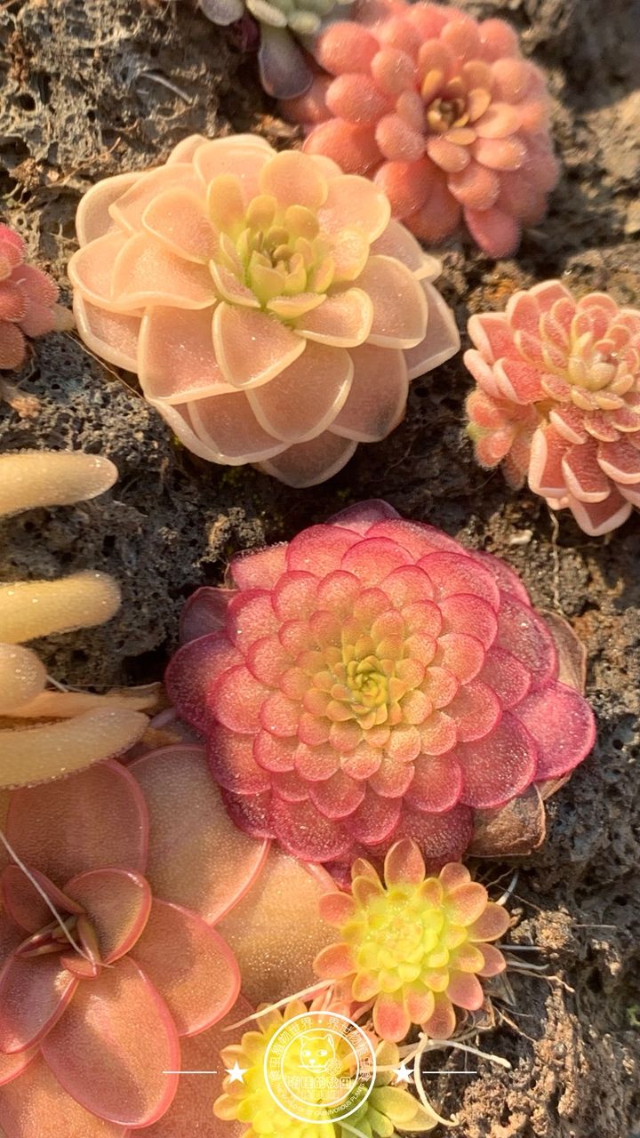 寧靜的午后時光賞堇時刻，喝著下午茶，賞堇
