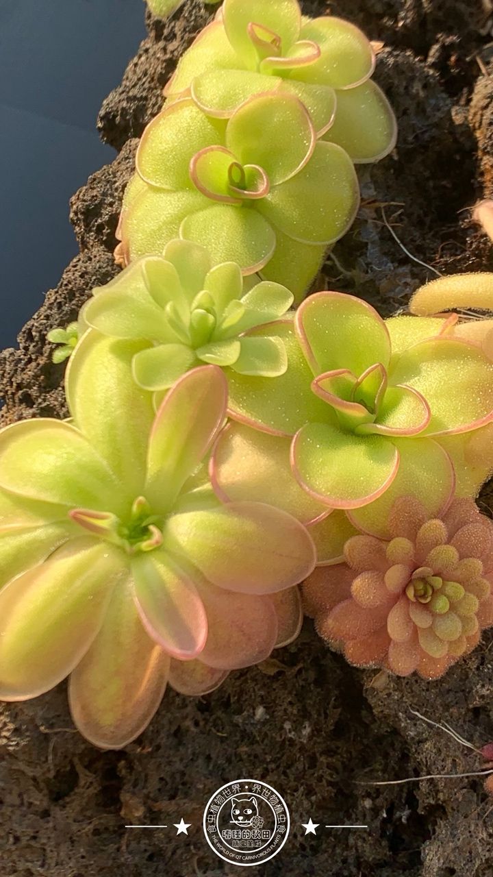 寧靜的午后時光賞堇時刻，喝著下午茶，賞堇
