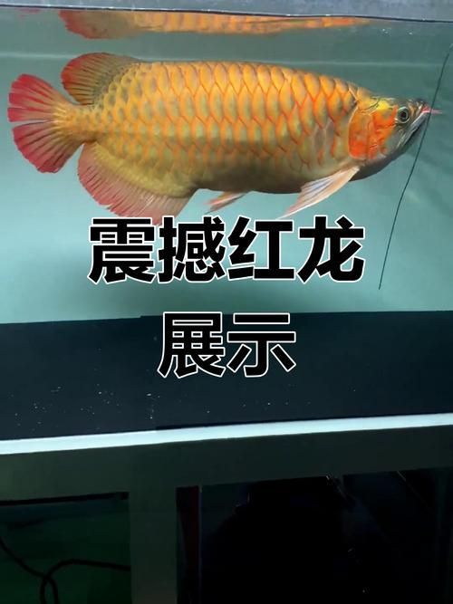 能提供紅龍不同階段的圖片嗎，如何判斷紅龍魚的品相和血統(tǒng) 能提供紅龍不同階段的圖片嗎，如何判斷紅龍魚的品相和血統(tǒng) 龍魚百科 第6張