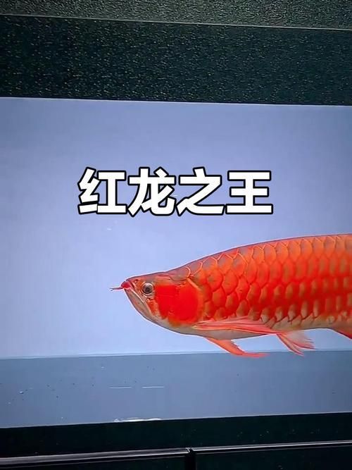 能提供紅龍不同階段的圖片嗎，如何判斷紅龍魚的品相和血統(tǒng) 能提供紅龍不同階段的圖片嗎，如何判斷紅龍魚的品相和血統(tǒng) 龍魚百科 第8張