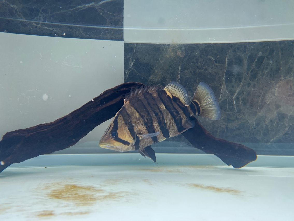 虎魚，虎魚小伙不帥_人見人愛