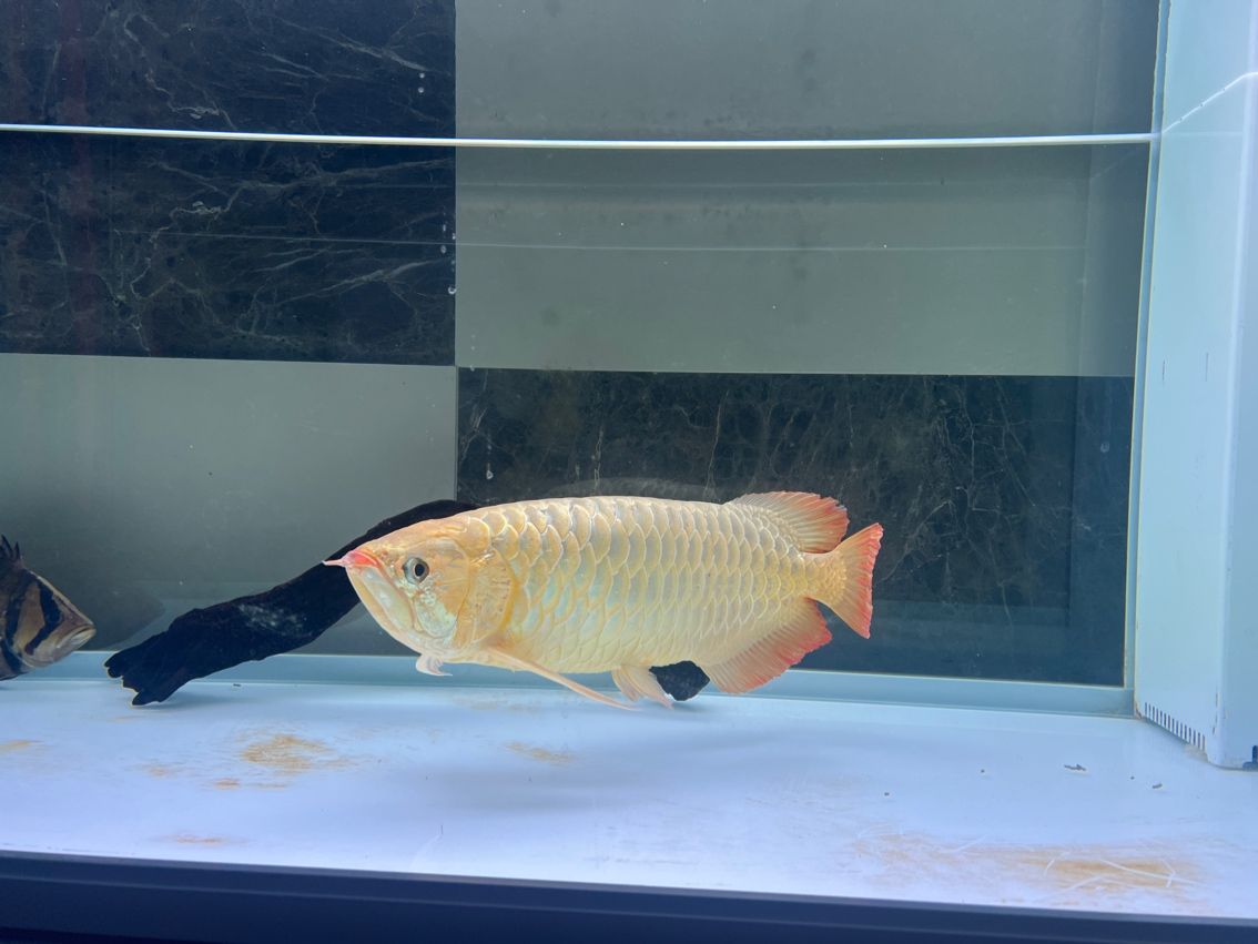 2026年年有魚～，2026年年有魚