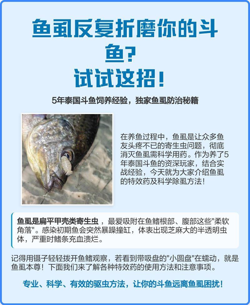 有哪些安全有效的魚虱專用藥，敵百蟲對(duì)魚虱專用藥物的作用 有哪些安全有效的魚虱專用藥，敵百蟲對(duì)魚虱專用藥物的作用 龍魚百科 第1張