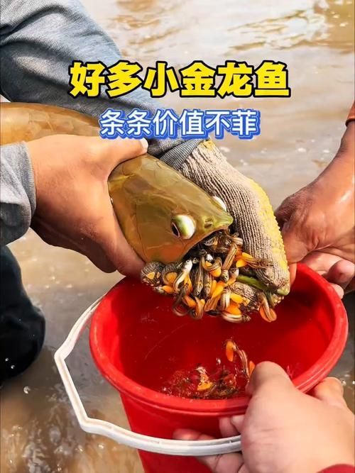 給我一張3元一條小金龍魚的圖片，3元一條的小金龍魚圖片展示了一條活潑可愛的小金龍魚