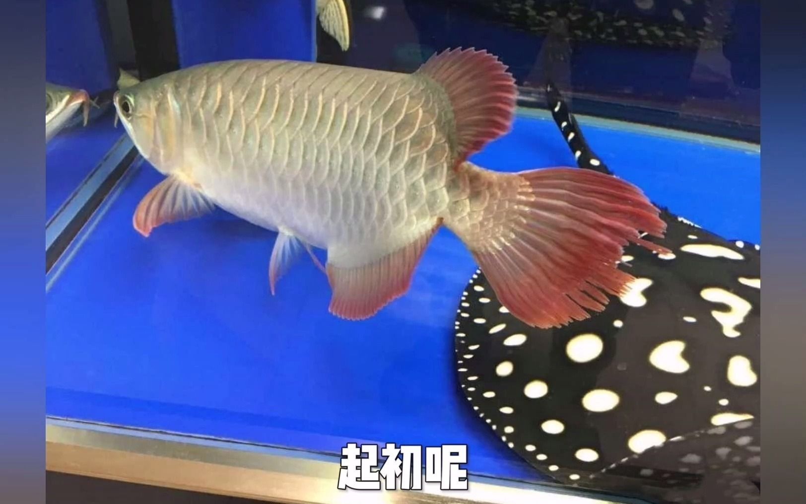 龍魚咬尾巴后如何護理，龍魚咬尾巴后多久能恢復