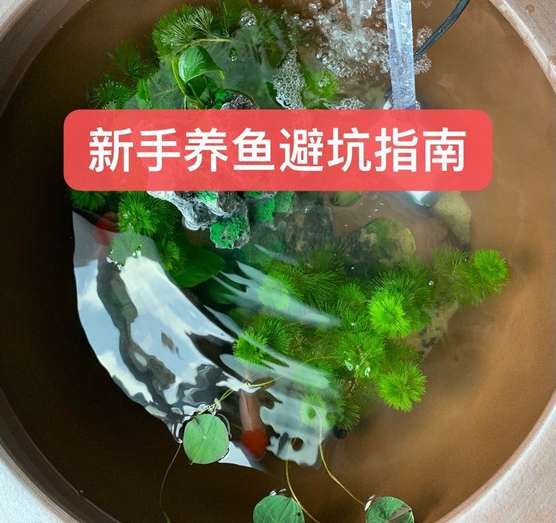能否提供更多關(guān)于魚缸配置的建議，家養(yǎng)熱帶魚,有哪些魚缸配置邏輯，能給出更多魚缸配置的建議嗎