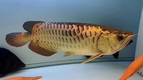 2024年龍魚比賽的評判標準有哪些？，2024年金龍總冠軍魚比賽評判標準與配圖評判標準 2024年龍魚比賽的評判標準有哪些？，2024年金龍總冠軍魚比賽評判標準與配圖評判標準 龍魚百科 第2張