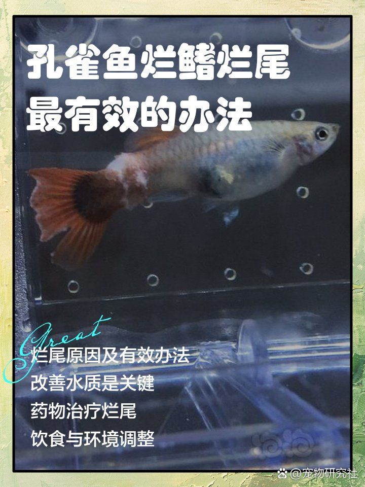 有哪些天然方法可以治療魚爛尾，———天然類胡蘿卜泥拌飼料（—gt;40%） 有哪些天然方法可以治療魚爛尾，———天然類胡蘿卜泥拌飼料（—gt;40%） 龍魚百科 第1張