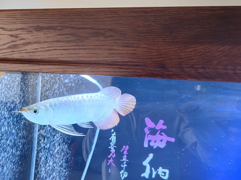 小家伙到家第四天，《小家伙到家第四天》