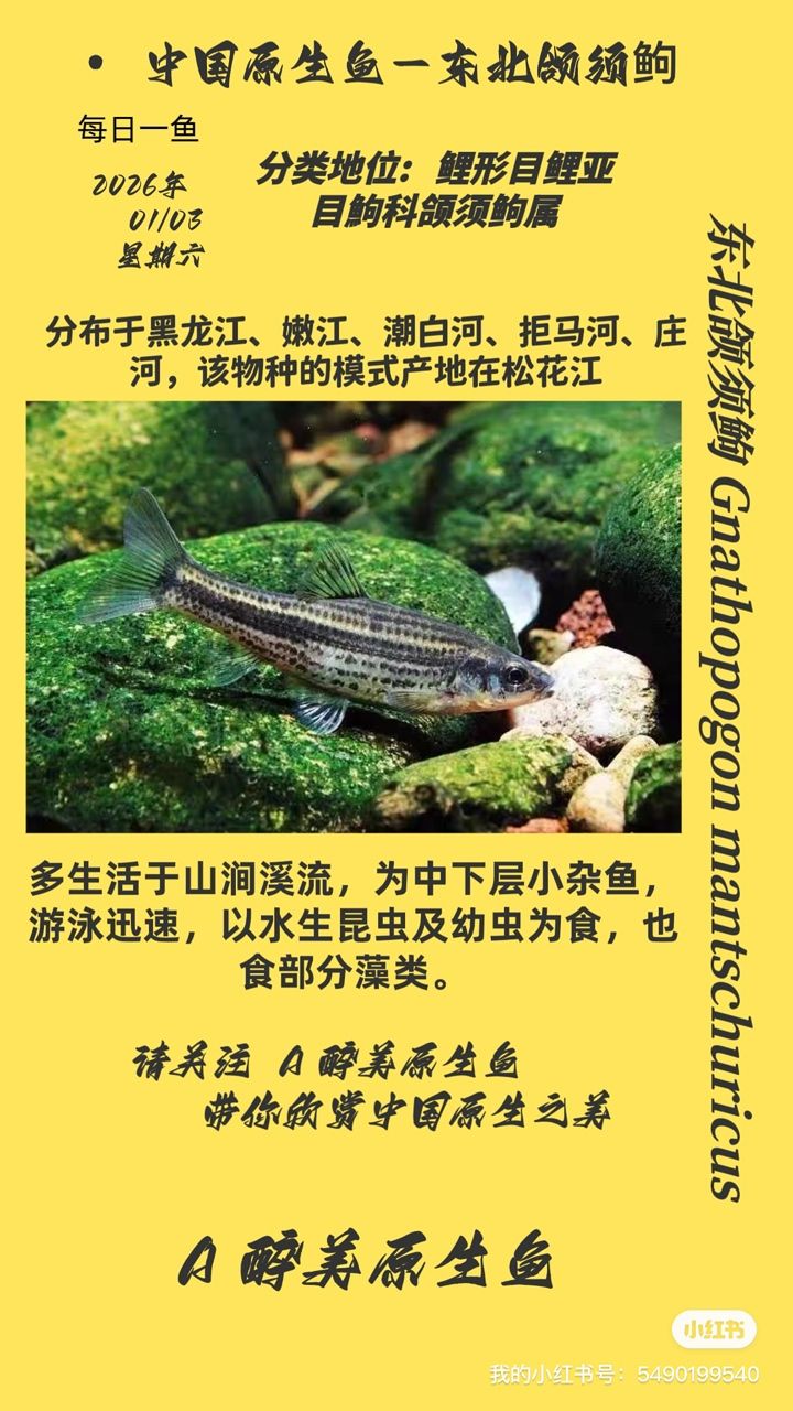 東北頜須，東北頜須成為了古生物學家研究的熱點之一