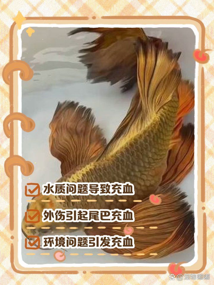 如何判斷魚尾充血是否嚴重，如何判斷魚尾充血嚴重？ 如何判斷魚尾充血是否嚴重，如何判斷魚尾充血嚴重？ 龍魚百科 第2張