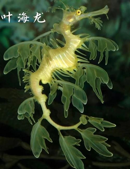 真正海龍的圖片,codurusequescoduruseques海龍的真正海龍 龍魚百科 第3張 真正海龍的圖片,codurusequescoduruseques海龍的真正海龍 真正海龍的圖片,codurusequescoduruseques海龍的真正海龍 龍魚百科 第3張