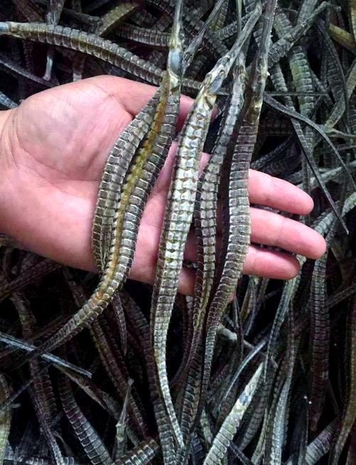 真正海龍的圖片,codurusequescoduruseques海龍的真正海龍 龍魚百科 第14張 真正海龍的圖片,codurusequescoduruseques海龍的真正海龍 真正海龍的圖片,codurusequescoduruseques海龍的真正海龍 龍魚百科 第14張
