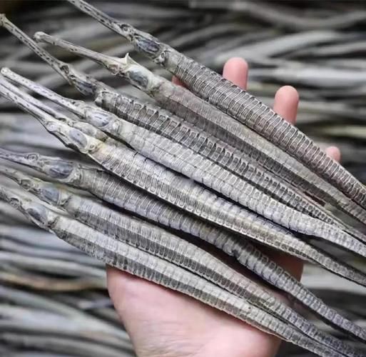 真正海龍的圖片,codurusequescoduruseques海龍的真正海龍 龍魚百科 第11張 真正海龍的圖片,codurusequescoduruseques海龍的真正海龍 真正海龍的圖片,codurusequescoduruseques海龍的真正海龍 龍魚百科 第11張