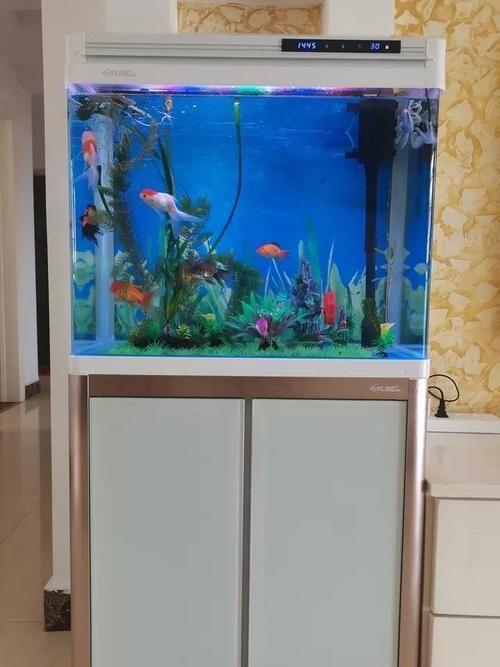 如何預防龍魚鱗片疾病，龍魚鱗片疾病預防 如何預防龍魚鱗片疾病，龍魚鱗片疾病預防 龍魚百科 第10張
