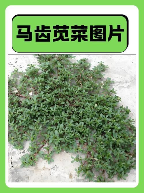 有哪些中草藥可以治療龍魚蒙眼,中草藥治療龍魚蒙 龍魚百科 第3張 有哪些中草藥可以治療龍魚蒙眼,中草藥治療龍魚蒙 有哪些中草藥可以治療龍魚蒙眼,中草藥治療龍魚蒙 龍魚百科 第3張