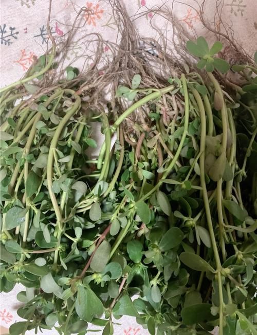 有哪些中草藥可以治療龍魚蒙眼,中草藥治療龍魚蒙 龍魚百科 第2張 有哪些中草藥可以治療龍魚蒙眼,中草藥治療龍魚蒙 有哪些中草藥可以治療龍魚蒙眼,中草藥治療龍魚蒙 龍魚百科 第2張