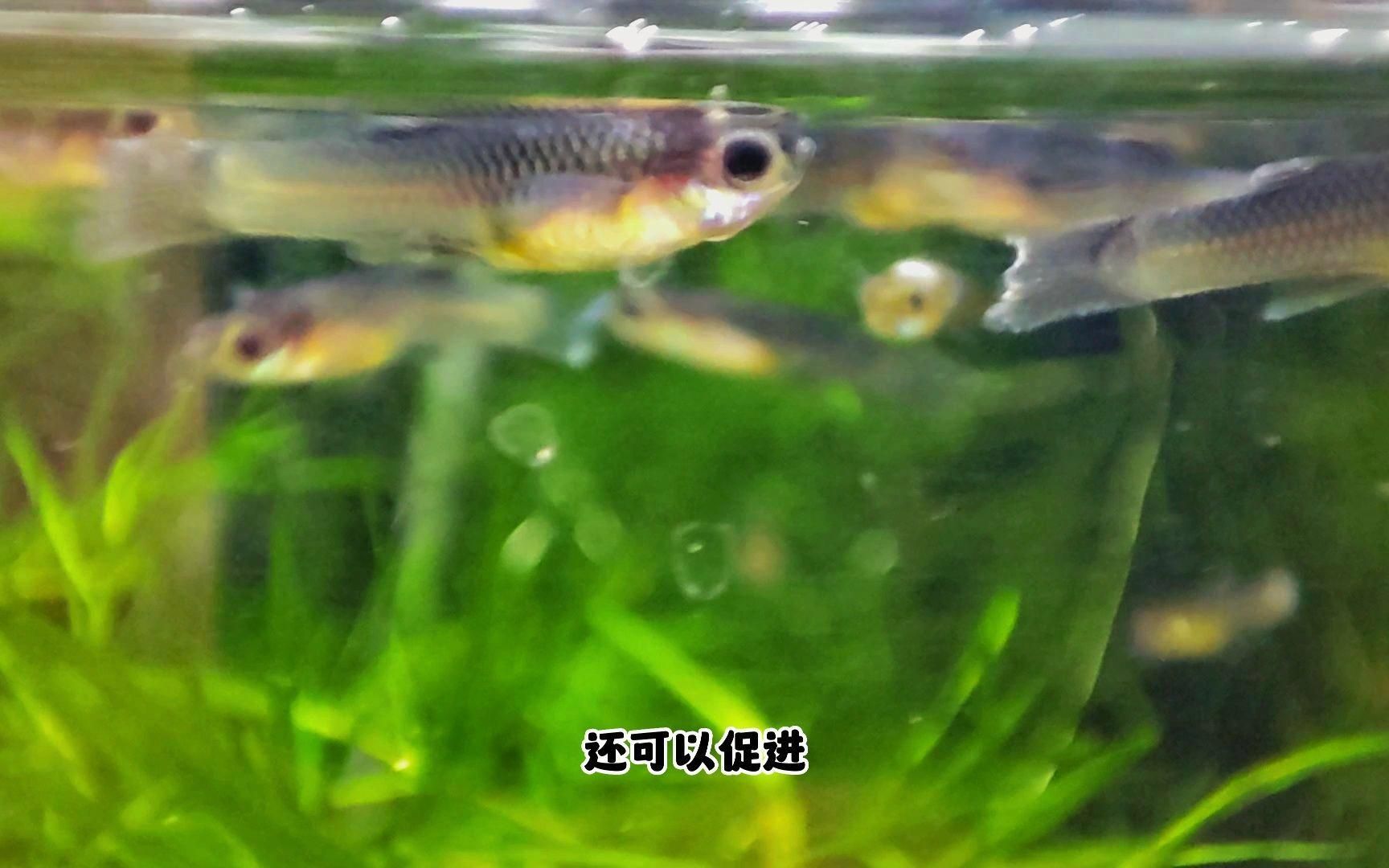 養的魚死了扔掉還是埋了，扔還是埋科學方法