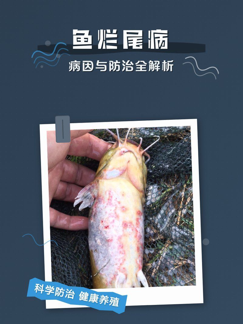 如何判斷錦鯉是否感染爛尾病，——錦鯉爛尾病家庭應(yīng)急處理清單
