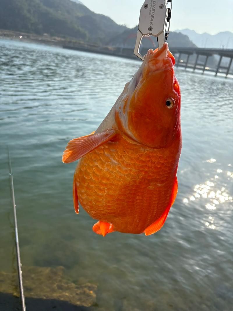 大田龍魚的市場價格波動大嗎？，印尼大田龍魚市場價格波動價格波動極為劇烈