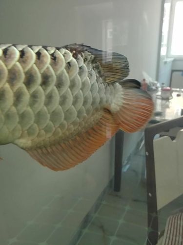 如何區(qū)分塘沽龍魚的不同品種？，塘沽龍魚、金龍、金龍、銀龍、銀龍、金龍、銀龍、銀龍魚