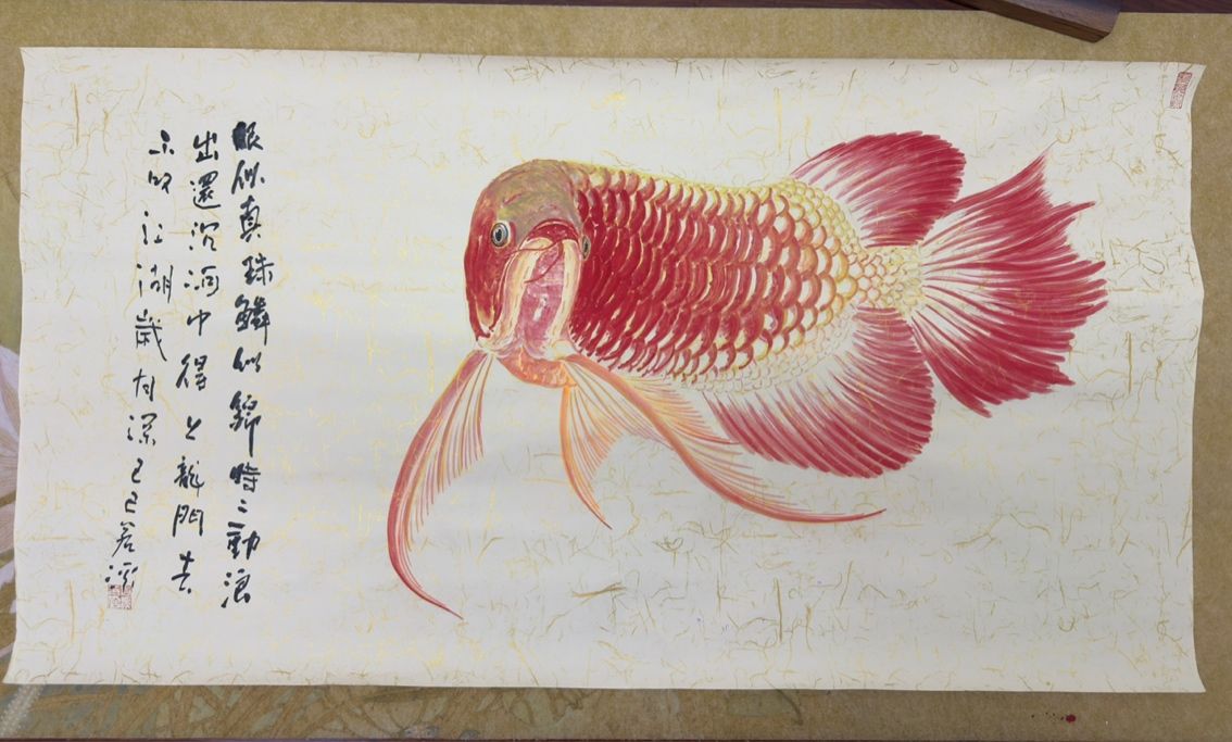紅龍魚拒食后多久會恢復，紅龍魚拒食后如何恢復喂食