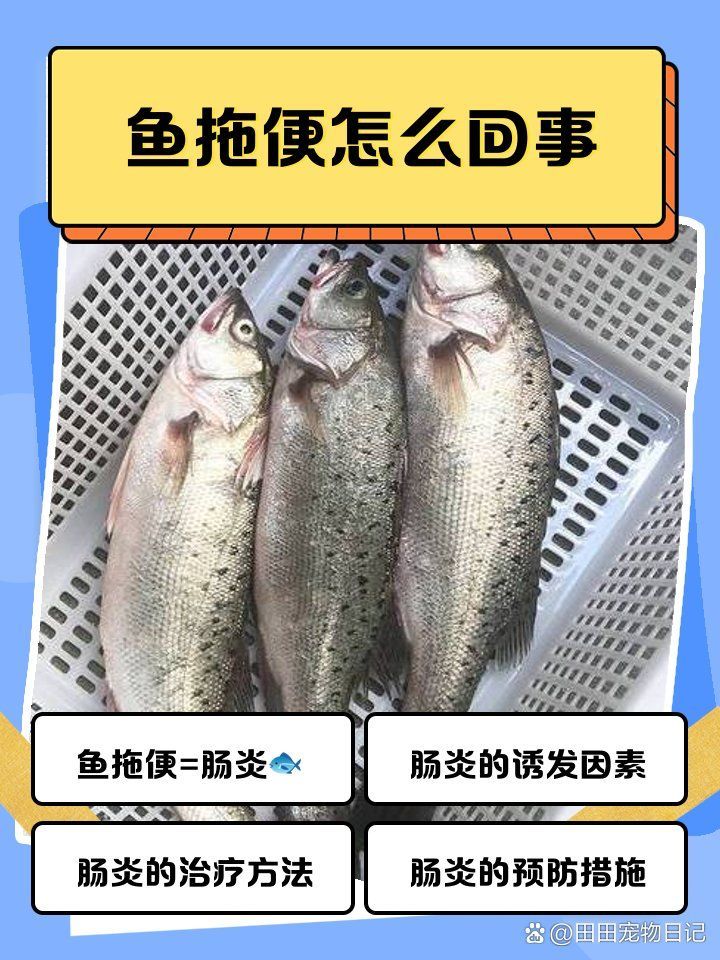 如何判斷龍魚是否患有病理性拖便，如何判斷龍魚是否病理性拖便