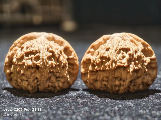 【淶水麻核桃·白獅子499包郵】，水麻核桃·白獅子499包郵