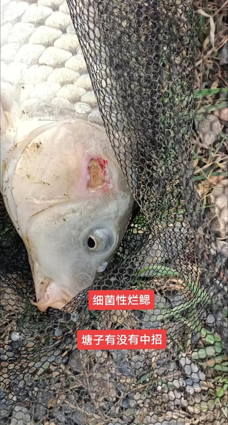 如何判斷魚是否患有細(xì)菌感染，魚類細(xì)菌感染的診斷