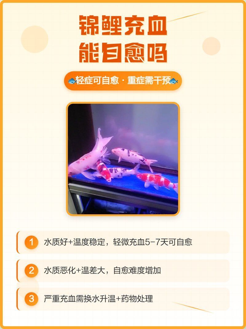 白錦鯉身體發(fā)紅能自愈嗎，如何判斷白錦鯉身體發(fā)紅是否嚴(yán)重