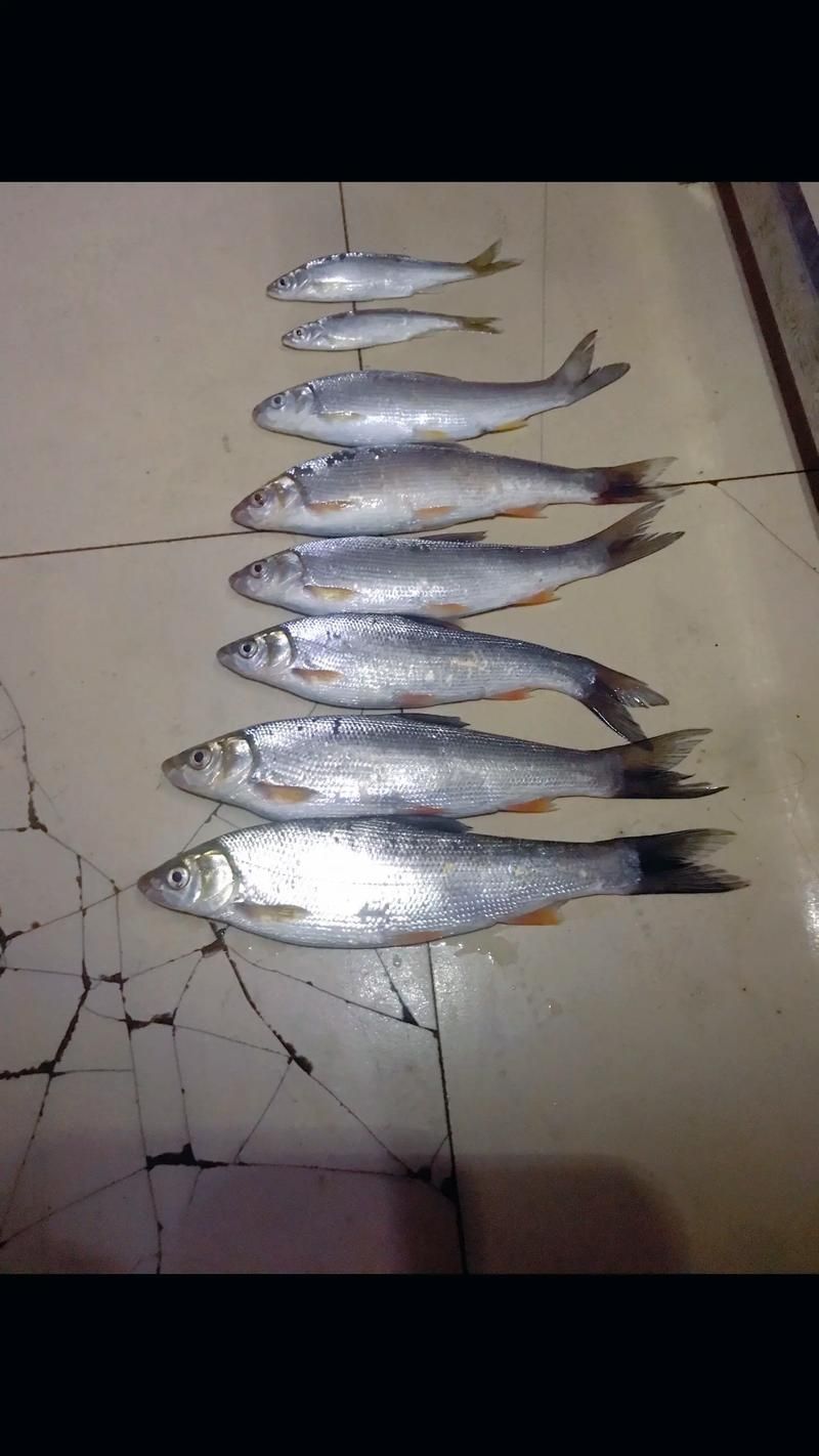 給我更多關于沙龍魚的圖片，沙龍魚與沙龍王的區別
