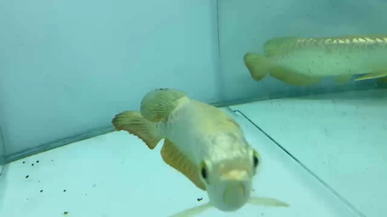 賞賞魚，觀賞魚的養殖與養護