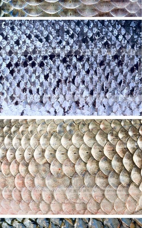 五河龍魚與其他龍魚有何區(qū)別？，五河龍魚與其他龍魚的區(qū)別 五河龍魚與其他龍魚有何區(qū)別？，五河龍魚與其他龍魚的區(qū)別 龍魚百科 第6張