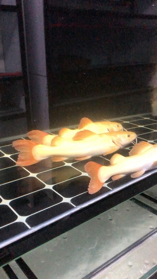 能否提供國內龍魚十大漁場的詳細圖片，國內龍魚十大漁場的最新排名，能否提供這些漁場的詳細圖片 能否提供國內龍魚十大漁場的詳細圖片，國內龍魚十大漁場的最新排名，能否提供這些漁場的詳細圖片 龍魚百科 第2張