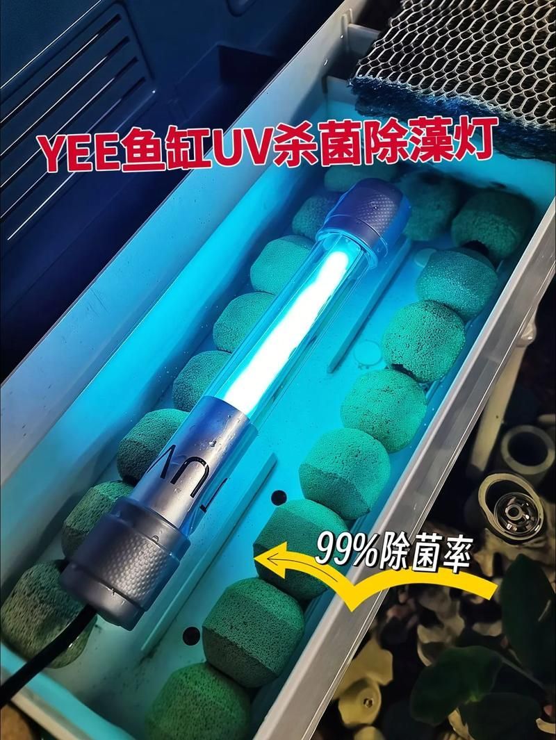 如何預防龍魚體外細菌感染復發,如何防止龍魚體外細菌感染復發 龍魚百科 第11張 如何預防龍魚體外細菌感染復發,如何防止龍魚體外細菌感染復發 如何預防龍魚體外細菌感染復發,如何防止龍魚體外細菌感染復發 龍魚百科 第11張