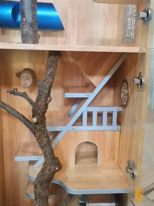 如何預防龍貓疾病，如何科學預防龍貓疾病