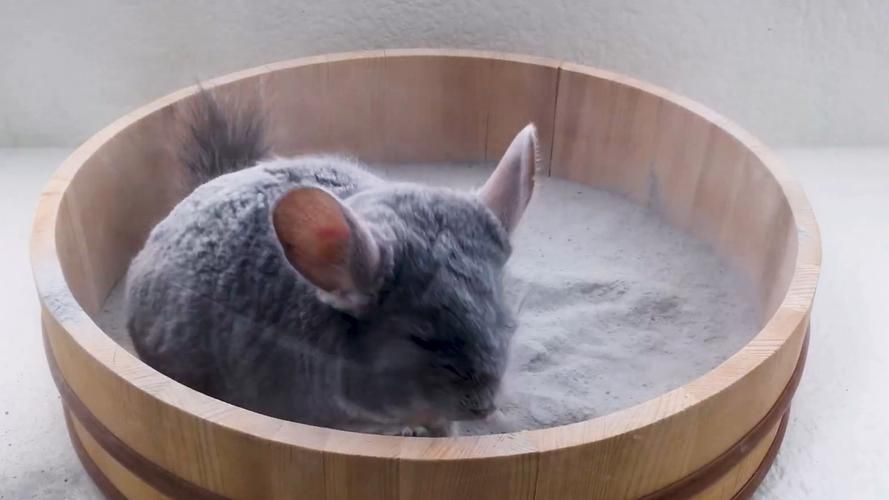 如何預防龍貓疾病，如何科學預防龍貓疾病