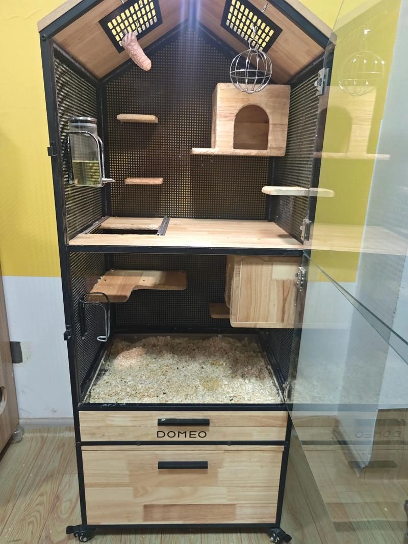 如何預防龍貓疾病，如何科學預防龍貓疾病