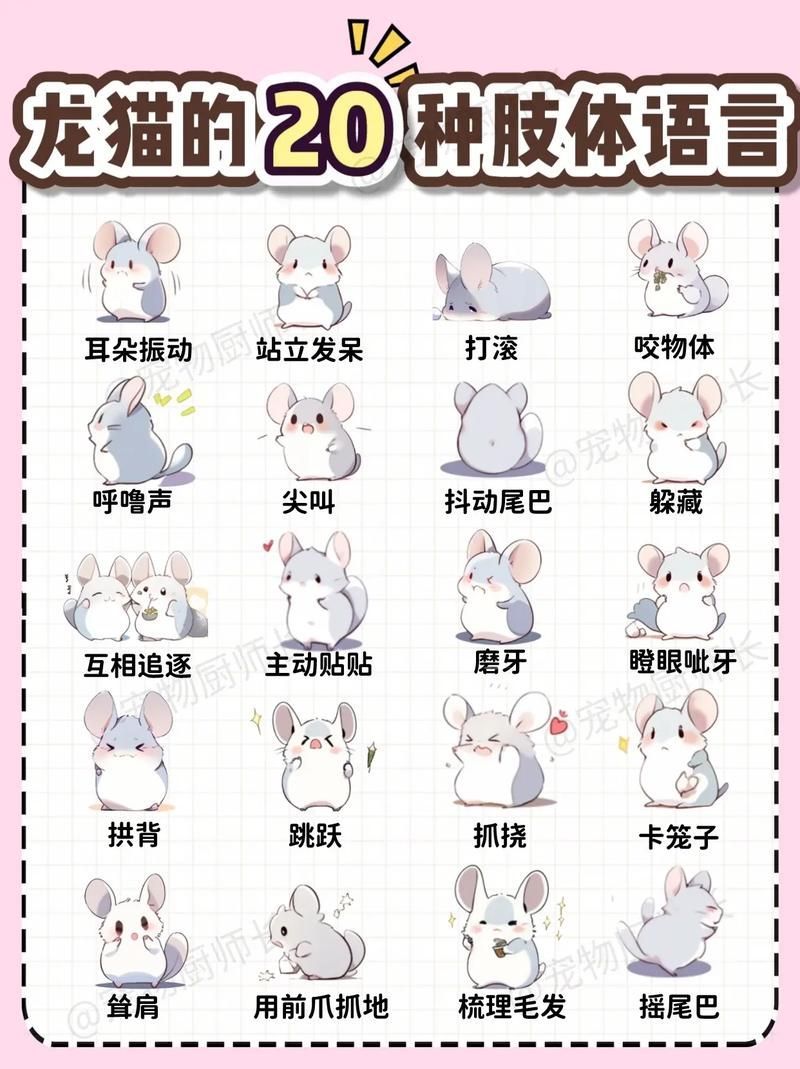 如何預防龍貓疾病，如何科學預防龍貓疾病