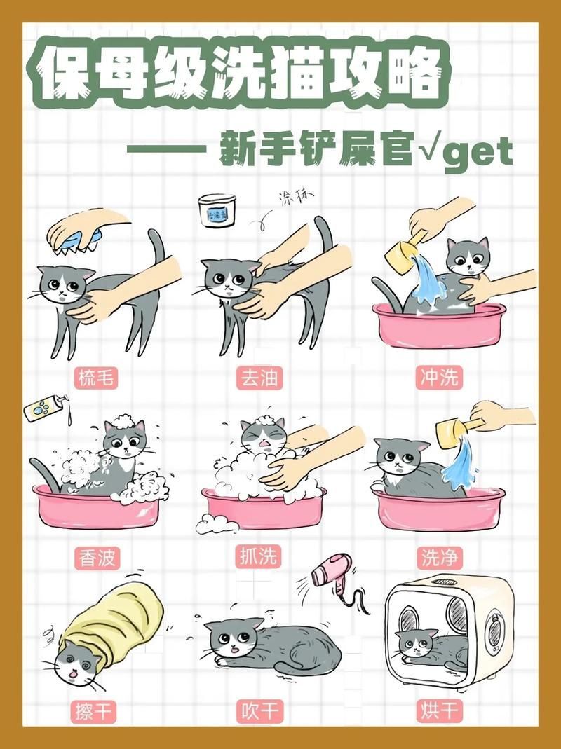 如何預防龍貓疾病，如何科學預防龍貓疾病