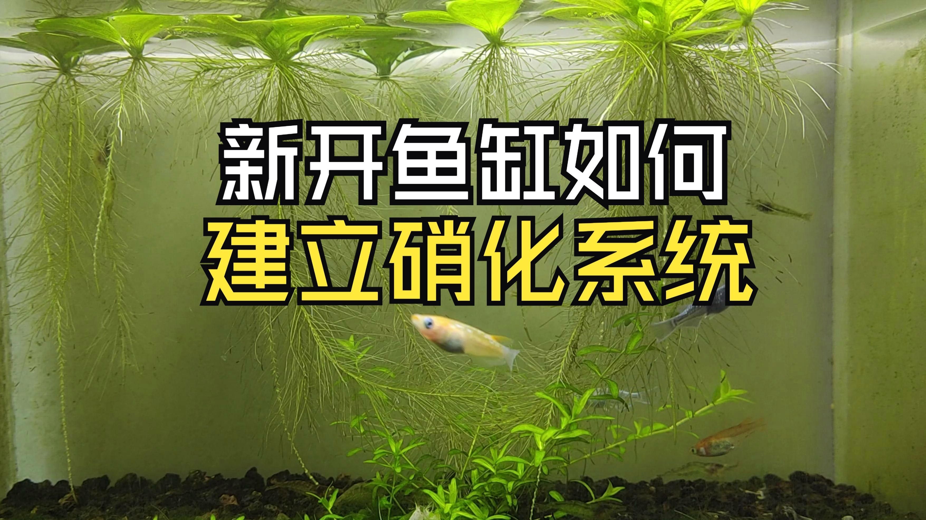 硝化細菌如何快速建立，如何快速培養硝化細菌