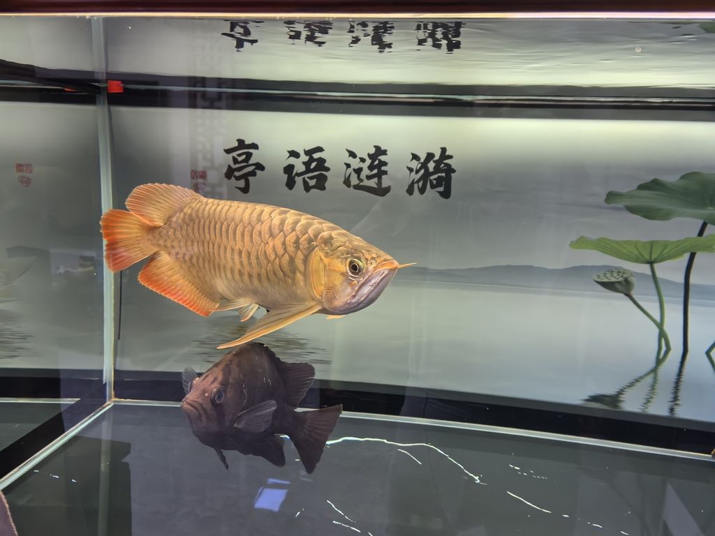 堅持愛好，_人見人愛評論：堅持愛好的重要性與實踐方法