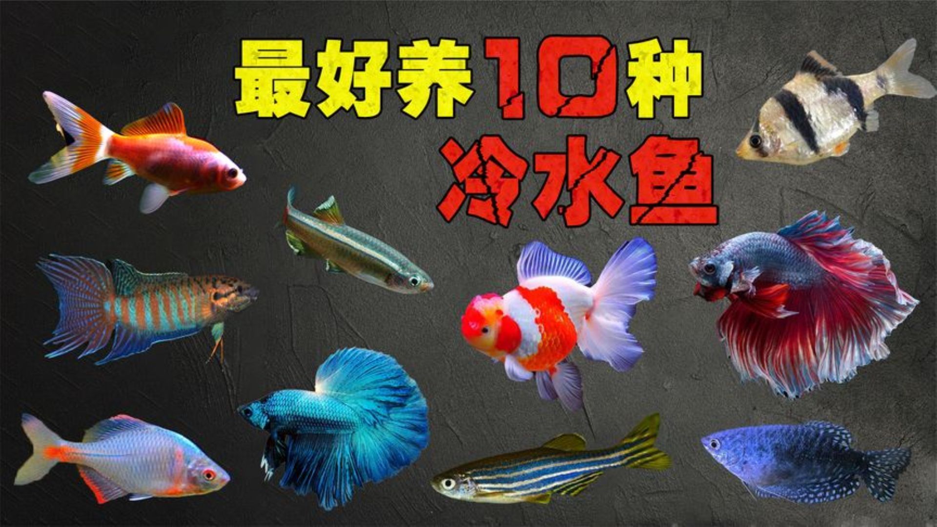 十大最好養的冷水觀賞魚有哪些，十大最好養的冷水觀賞魚