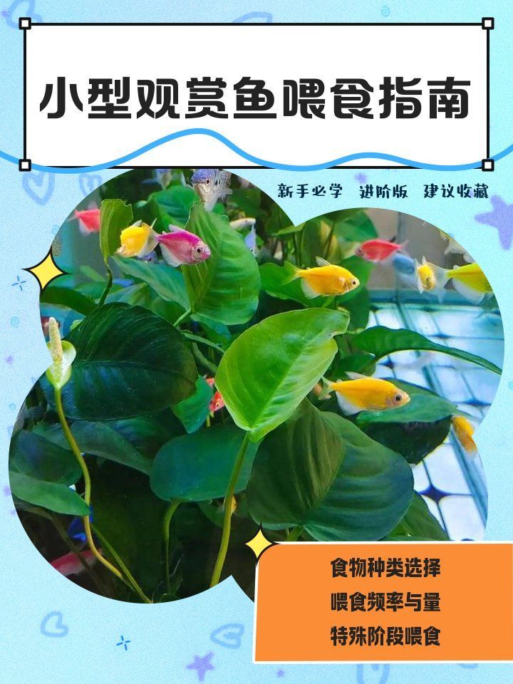 2～3厘米小魚喂食時需要注意什么，2～3厘米小魚喂食指南 2～3厘米小魚喂食時需要注意什么，2～3厘米小魚喂食指南 龍魚百科 第2張