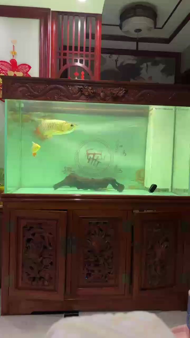 看會，“看會”的歷史起源