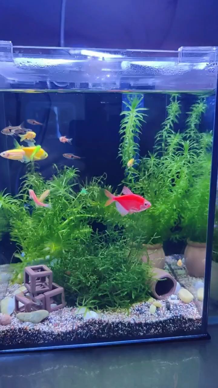 新年快樂，年年景不改，可樂微視頻評論：新年快樂，年年景不改，隨著新年的鐘聲敲響