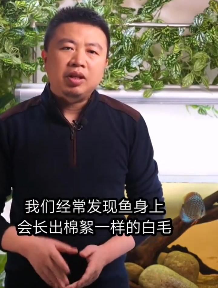 魚身上長白毛會自愈嗎，全民小視頻，如何預防魚身上長白毛？ 魚身上長白毛會自愈嗎，全民小視頻，如何預防魚身上長白毛？ 龍魚百科 第2張