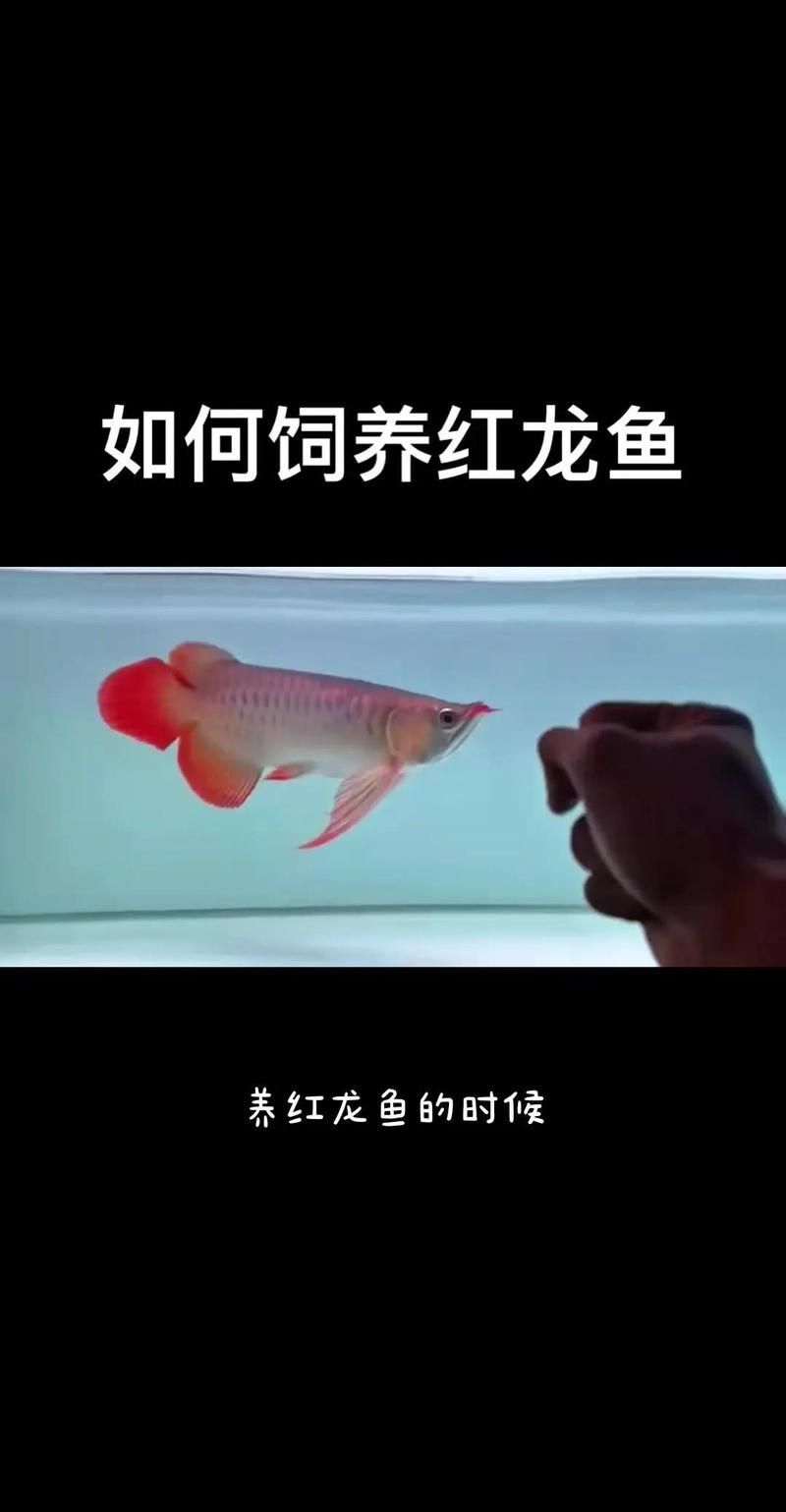 紅龍魚換水注意事項，紅龍魚換水與水質管理指南 紅龍魚換水注意事項，紅龍魚換水與水質管理指南 龍魚百科 第2張