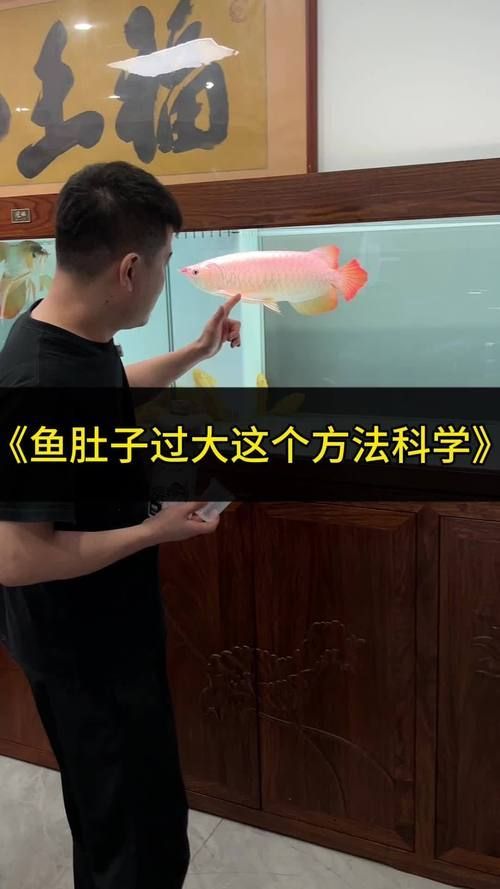 如何預防龍魚細菌感染,arxiv論文助手arxiv論文助手可輔助獲取信息 龍魚百科 第6張 如何預防龍魚細菌感染,arxiv論文助手arxiv論文助手可輔助獲取信息 如何預防龍魚細菌感染,arxiv論文助手arxiv論文助手可輔助獲取信息 龍魚百科 第6張